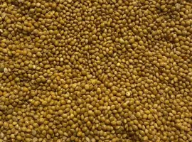 Зображення для оголошення Продам насіння жовтого проса сорту Біла Альтанка