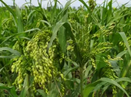 Зображення для оголошення Куплю просо жовте та червоне. Самовивіз