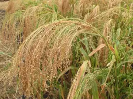Зображення для оголошення Продам просо