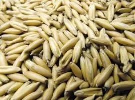 Зображення для оголошення Пропоную купити насіння овса сорту Чернігівський 28