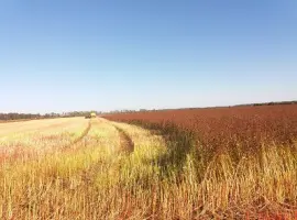 Зображення для оголошення Продам насіння гречихи