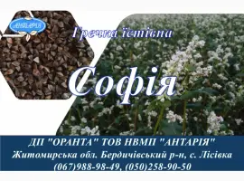 Зображення для оголошення Насіння гречки Софія (БН