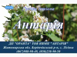 Зображення для оголошення Насіння гречки Антарія (БН