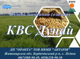 Зображення для оголошення Насіння озимого ячиеню КВС Дунай (СН