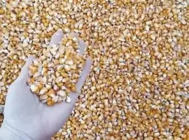 Зображення для оголошення Підприємство закуповує відходи кукурудзи