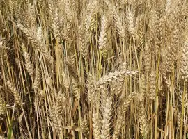 Зображення для оголошення Продам насіння ярої пшениці ТРІЗО