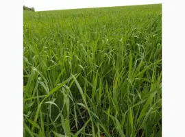 Зображення для оголошення Продам насіння пшениці ярої «ШАРКІ» 2реп
