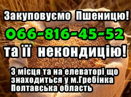 Зображення для оголошення Закуповуємо пшеницю 2