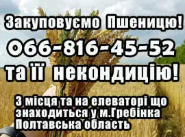 Зображення для оголошення Закуповуємо пшеницю 2