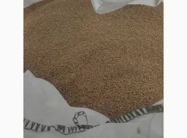 Зображення для оголошення Насіння ярої пшениці Трой 1 репродукція