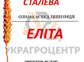 Зображення для оголошення Насіння озимої пшениці СТАЛЕВА Еліта 2025р
