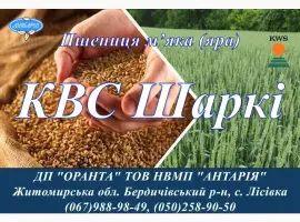 Зображення для оголошення Насіння ярої пшениці КВС Шаркі (СН