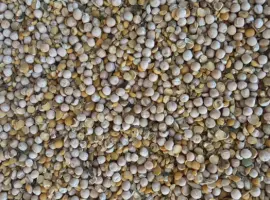 Зображення для оголошення Продам горох кормовий збір 2025