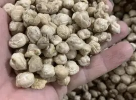 Зображення для оголошення Нут , турецький горох