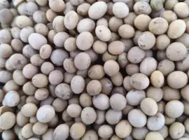 Зображення для оголошення Соя АББІ продам на посів