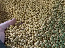 Зображення для оголошення Продам посівну сою класичного сорту АПОЛЛІНА