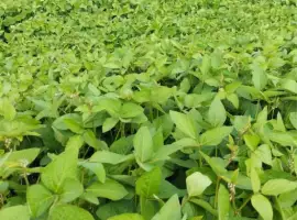 Зображення для оголошення Продам сою Канзас, насіння сої, соя під Раундап