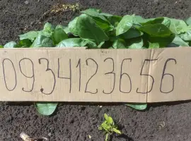 Зображення для оголошення Розсада табака кріпкого