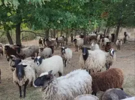 Зображення для оголошення Продам баранину,ягнятіну живою вагою або тушкой
