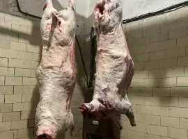 Зображення для оголошення Баранина тушки вівці