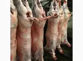 Зображення для оголошення Тушки баранів та м'ясо