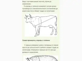 Зображення для оголошення Куплю говядину