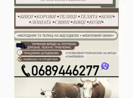 Зображення для оголошення Куплю ВРХ