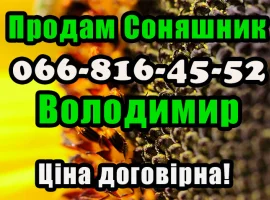 Зображення для оголошення Реалізуєм Соняшник дрібним та великим оптом! Ціна договірна