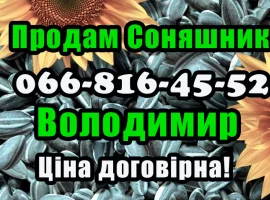 Зображення для оголошення Продам соняшник у будь якій кількості