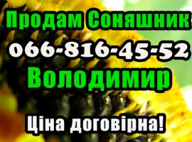 Зображення для оголошення Підприємство реалізує високоякісне насіння соняшнику