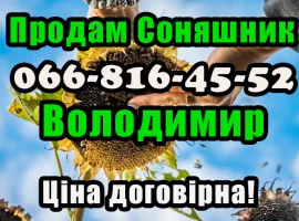 Зображення для оголошення Реалізуєм насіння соняшника!ціна формується від обсягу замовлення