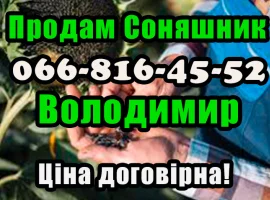 Зображення для оголошення Шукаю збут для соняшнику! Ціна договірна!Значні обсяги реалізації