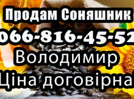 Зображення для оголошення Продам Соняшник