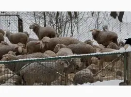 Зображення для оголошення Продаж овець | Романівська порода