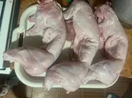 Зображення для оголошення Домашня мʼясо кролика