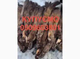 Зображення для оголошення Купуємо шкіри шкури куниці бобра норки ДОРОГО