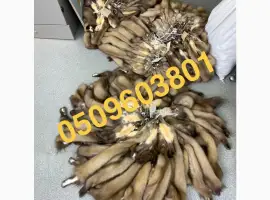 Зображення для оголошення Продам шкіри куниці вичинені