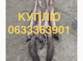 Зображення для оголошення Куплю шкури шкіри куниці кам’янки хутро Мех шкірки