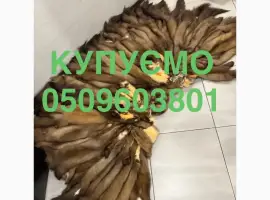 Зображення для оголошення Купуємо по хороших цінах куницю шкіри бобра