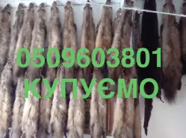 Зображення для оголошення Куплю шкіри хутро шкури куниці та бобра ДОРОГО