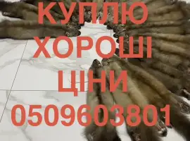 Зображення для оголошення Закуповуємо хутро шкіри куниці шкури куниць ДОРОГО будь які обʼєми