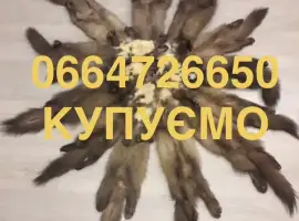 Зображення для оголошення Купуємо шкіри куниці бобра видри по усій Україні за хорошими цінами