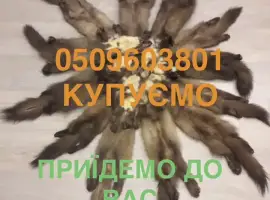 Зображення для оголошення Купимо шкіри куниці лісової кам’янки бобра кроля та інші