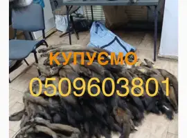 Зображення для оголошення Куплю шкурки куниці лісової ДОРОГО