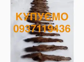 Зображення для оголошення Купимо купуємо шкіри хутро куниці та бобра ДОРОГО