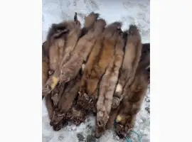 Зображення для оголошення Купуємо куницю бобра норку та інші шкіри ДОРОГО