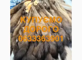 Зображення для оголошення Купуємо шкіри куниці бобра дорого