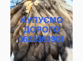 Зображення для оголошення Куплю шкіри шкури куниці та бобр зайця кроля