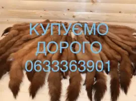 Зображення для оголошення Купуємо шкури куниці мех куниц