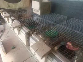 Зображення для оголошення Продам норкі живі дві пари
